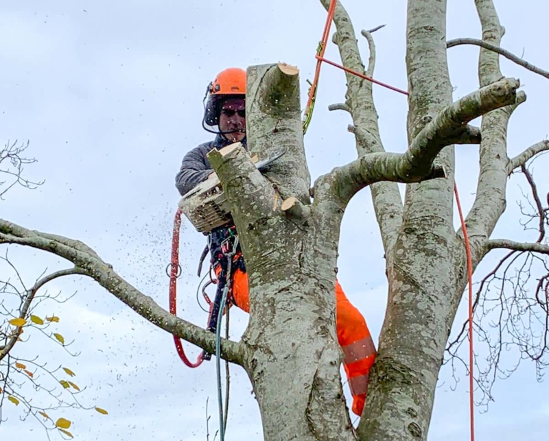 Tree Surgery Services Rw Green Limited 